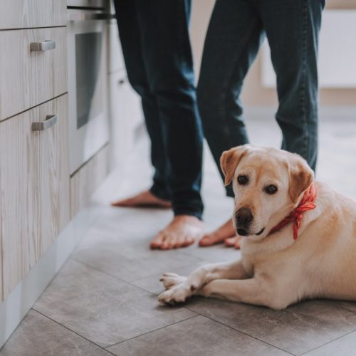 dog friendly kitchen labrador