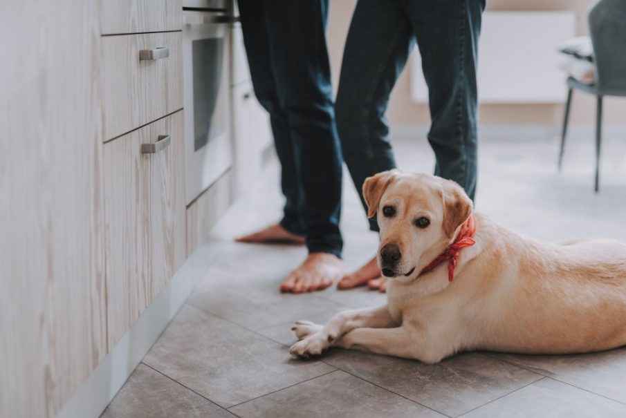 dog friendly kitchen labrador