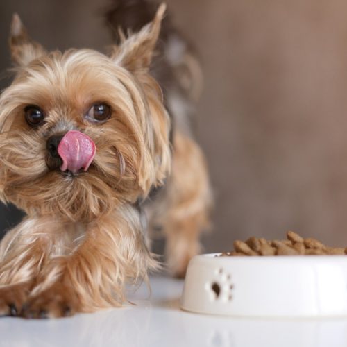 pickiest dog food yorkshire terrier