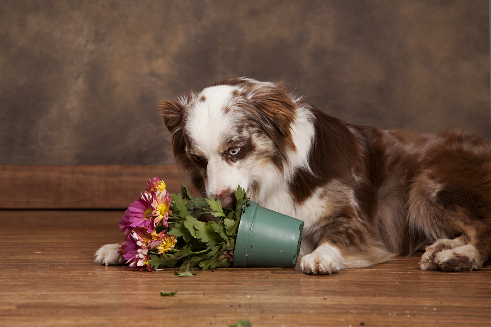 Dog plants