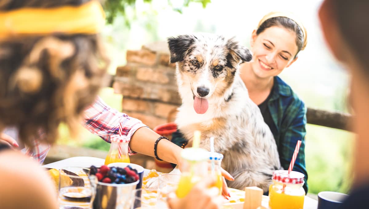 garden party dog