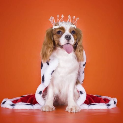 king charles dog