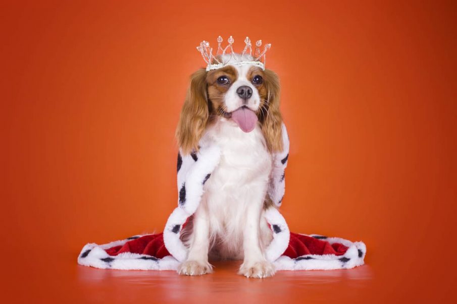 king charles dog