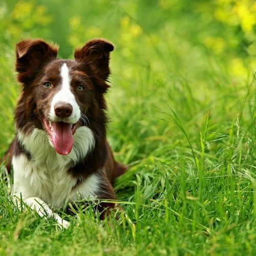 dog in long grass