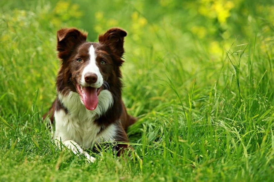 dog in long grass