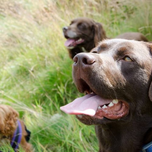 group of dogs