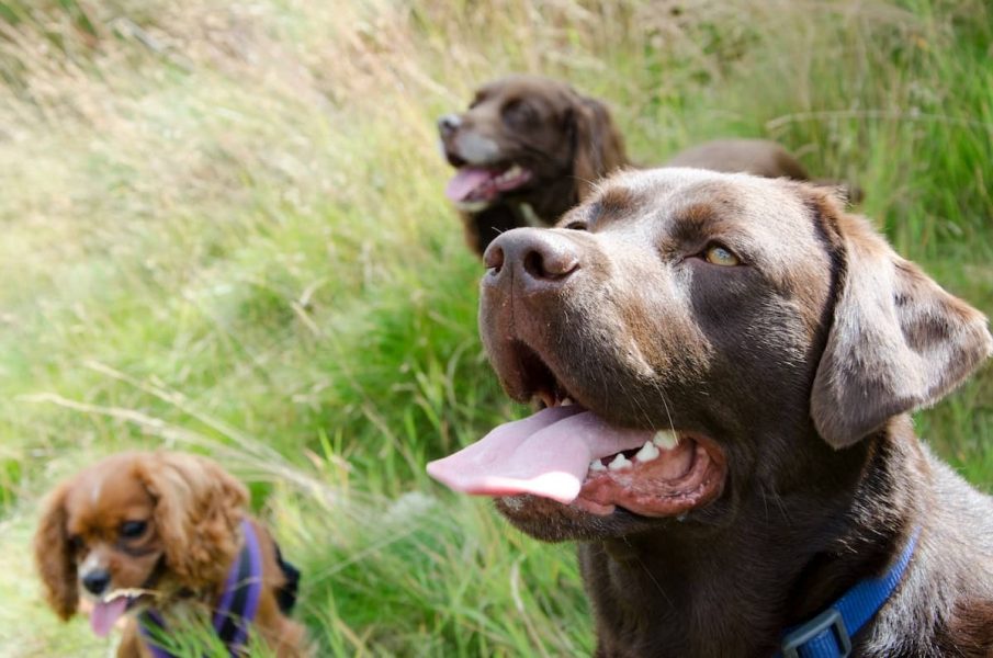 group of dogs