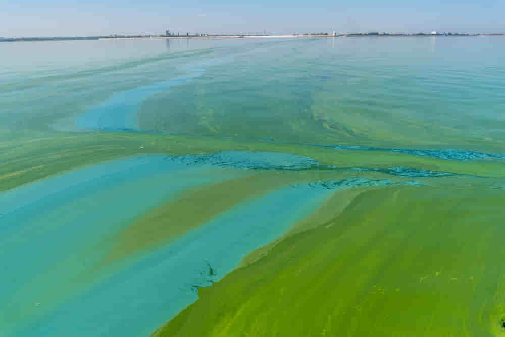 Blue-Green Algae