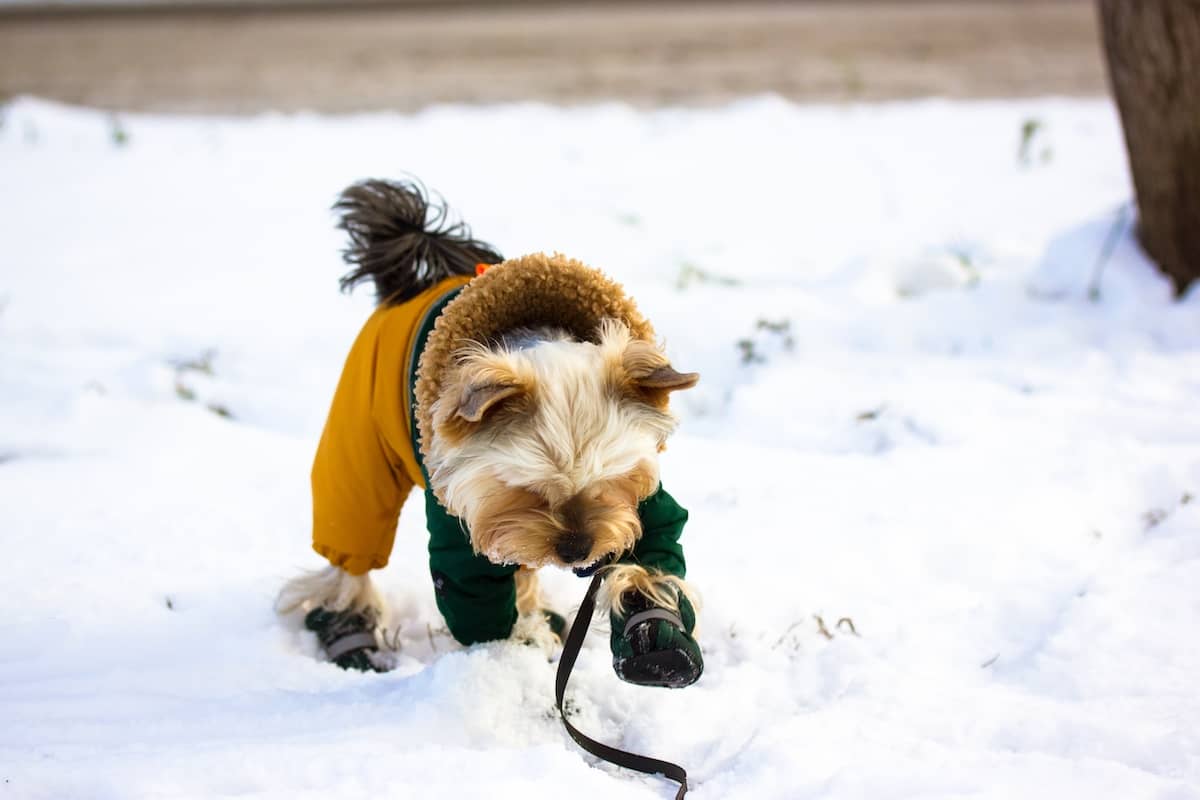 happy dog playing in the snow