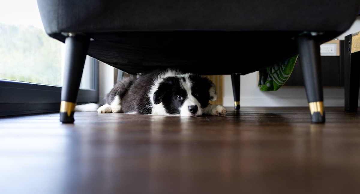 hiding dog under chair