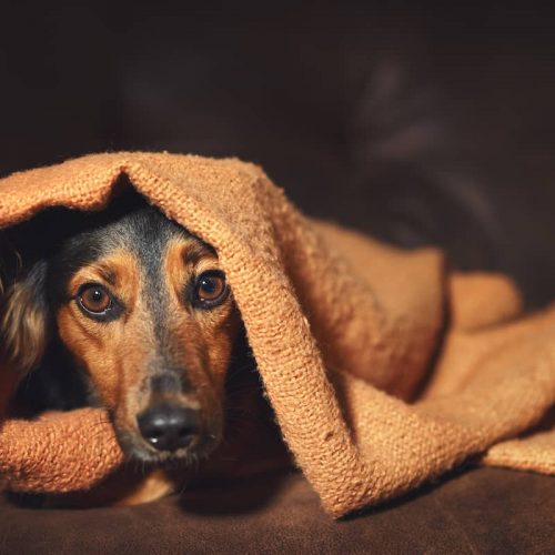 fireworks scared dog