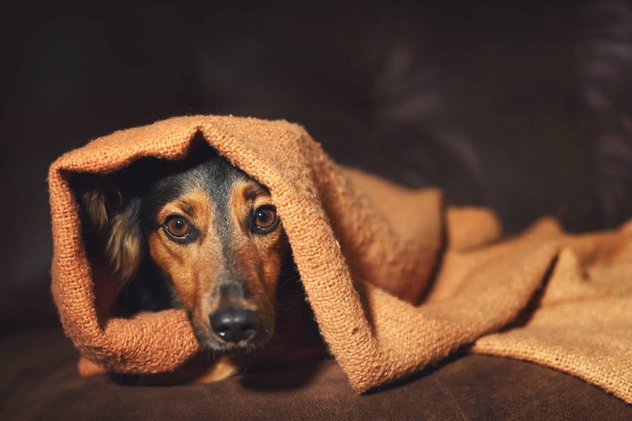 fireworks scared dog