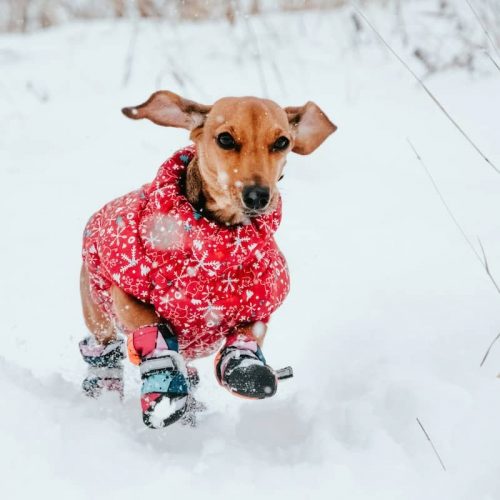 little dog with snow boots