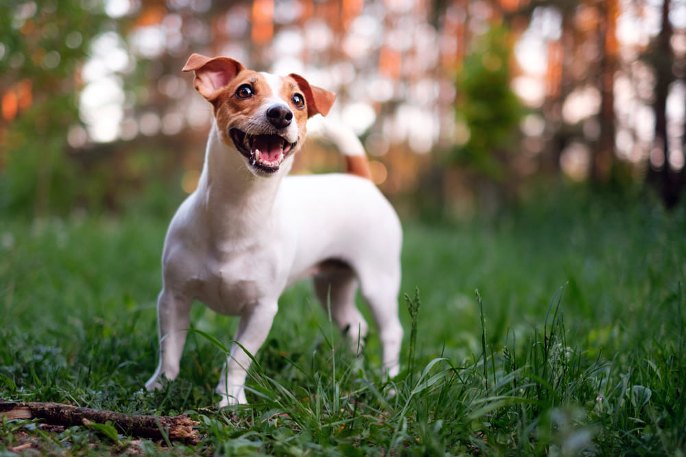 Jack Russell Terriers