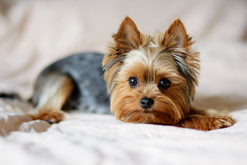 Yorkshire Terriers