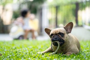 french bulldog with snake in mouth