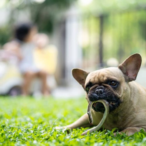 french bulldog with snake in mouth