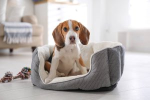 puppy in a dog bed