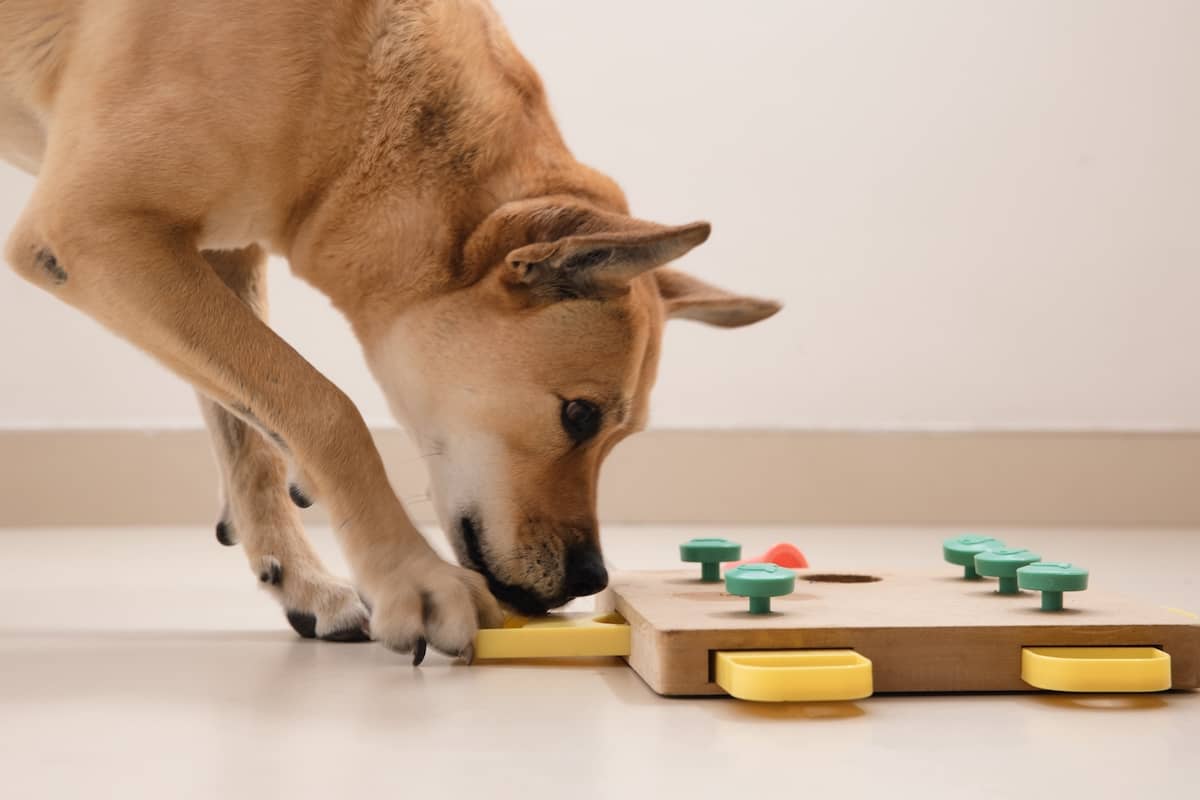 dog playing with puzzle toy