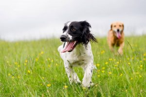 spring dogs walking in field