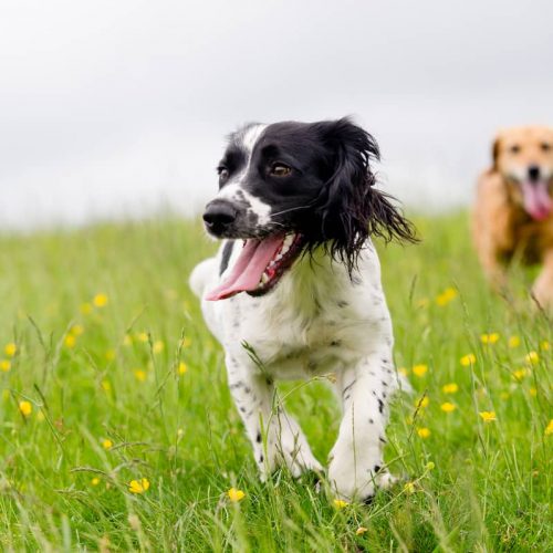 spring dogs walking in field