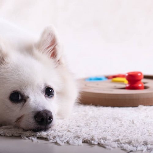 dog lying down next to puzzle toy