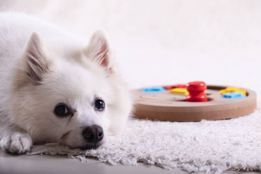 dog lying down next to puzzle toy